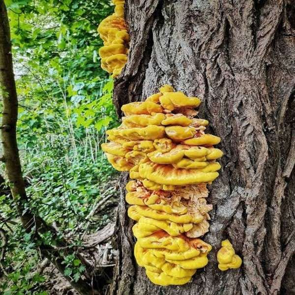 CHICKEN OF THE WOOD